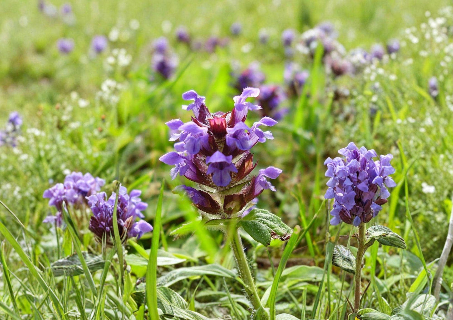 Prunella Vulgaris Seeds - Purple Wildflower Groundcover for Pollinator Gardens, Herbal Uses, Natural Lawns, 100 Seeds