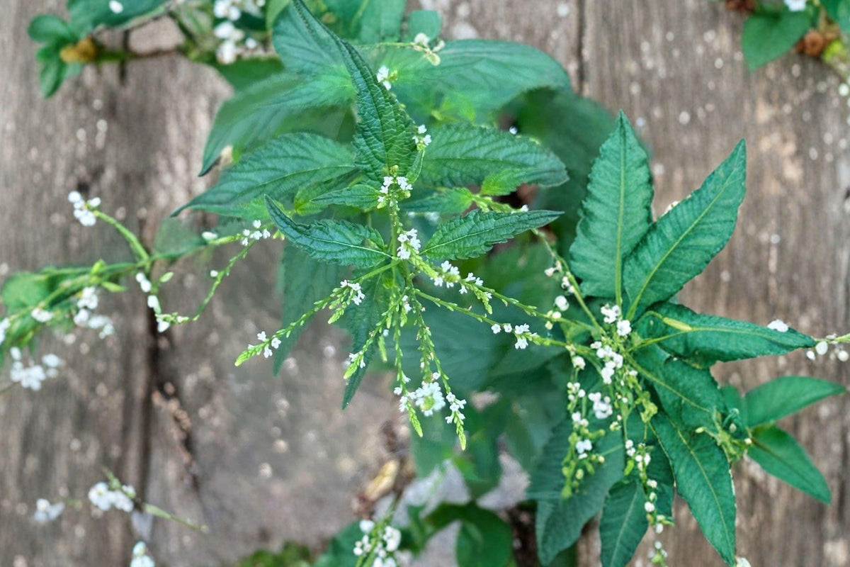 White Vervain Seeds - Native Pollinator Wildflower - Verbena urticifolia, Perennial for Meadows & Borders