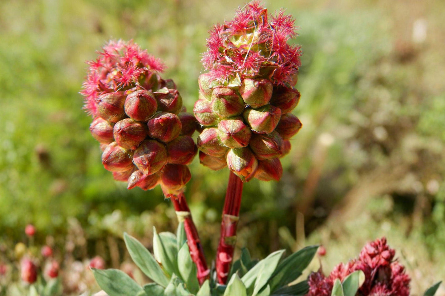 Small Burnet Seeds – Edible Cucumber-Flavored Herb, Perennial Sanguisorba minor for Herb Gardens, Borders & Meadows