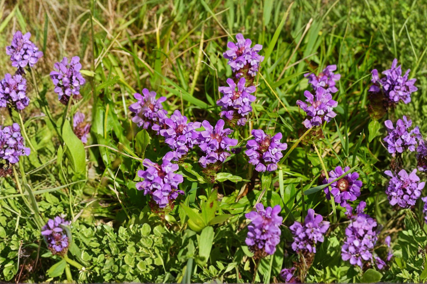 Heal All Seeds - Prunella vulgaris Purple Bloom Groundcover, Native Perennial, Pollinator-Friendly, 100 Seeds