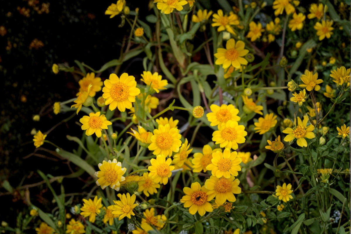 Yellowray Goldfields Seeds - Native Wildflower, Pollinator Garden, Lasthenia glabrata, Bright Yellow Daisy-Like Blooms, Spring Annual