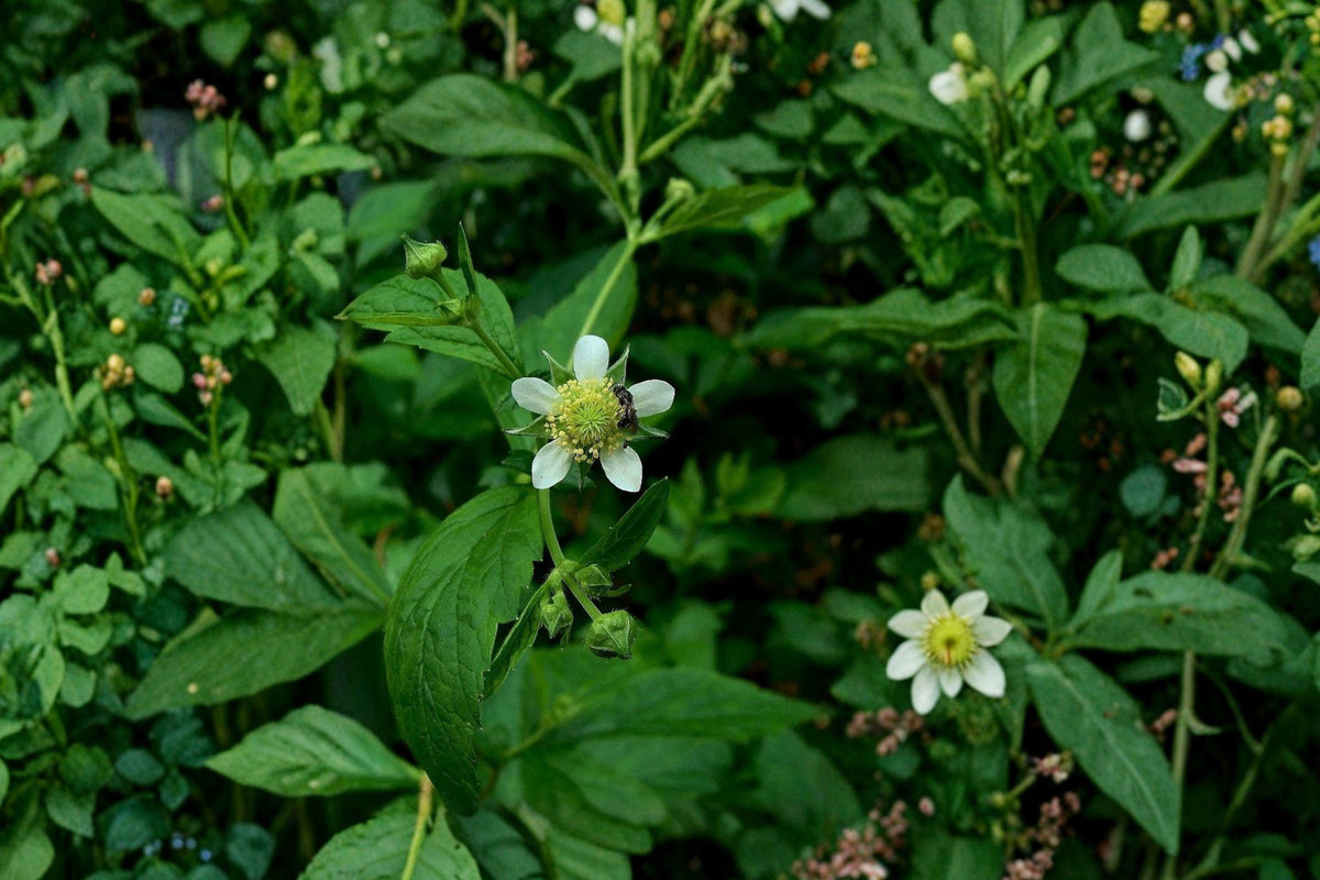 White Avens Seeds – Geum canadense Native Wildflower for Shade Gardens, Pollinator Attracting Perennial, 100 Seeds
