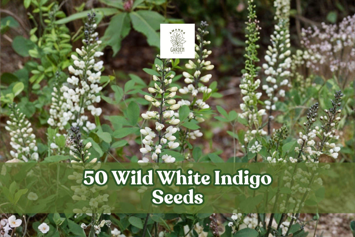 Wild White Indigo Seeds - Baptisia alba, Native Perennial with White Flowers, Blue-Green Foliage, Fast-Growing, 50 Seeds