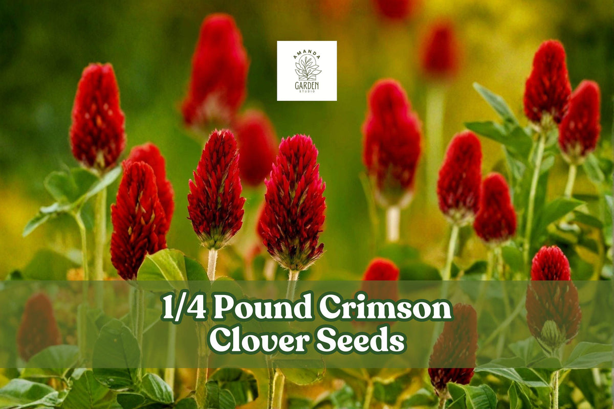 Crimson Clover Seeds 1/4 Pound | Trifolium incarnatum Cover Crop & Ground Cover for Gardens & Fields