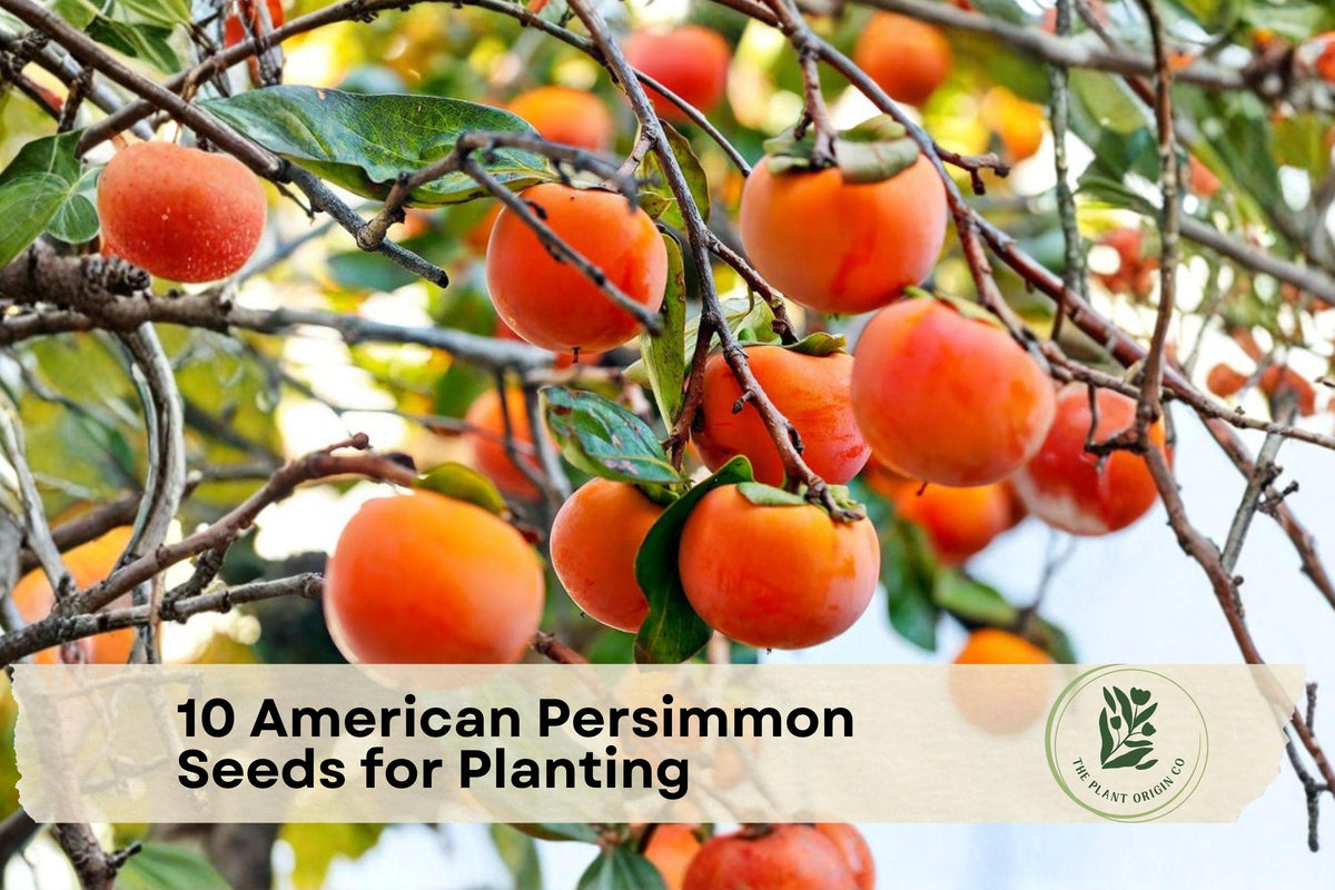 American Persimmon Seeds for Planting – Native Diospyros virginiana, Deciduous Tree, Wildlife & Landscape Use