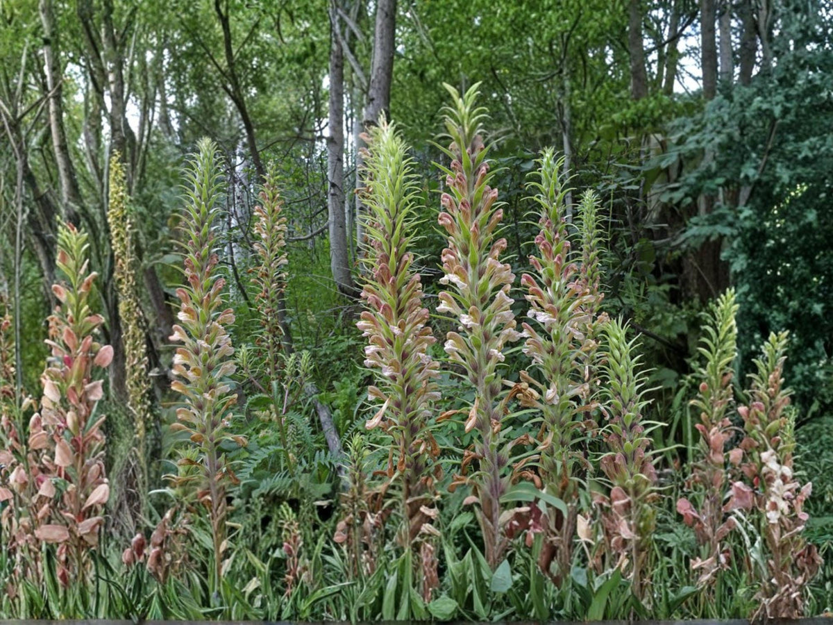 Giant Lousewort Seeds – Pedicularis procera – Native Perennial Wildflower for Meadow & Prairie Restoration – 100 Seeds