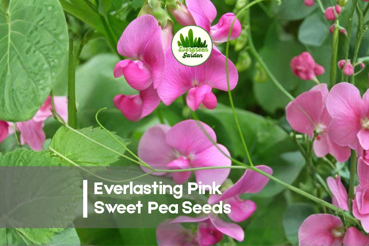 Everlasting Pink Sweet Pea Seeds, Climbing Vine, Bright Pink Blooms, Lathyrus latifolius, Perennial Flower Seeds