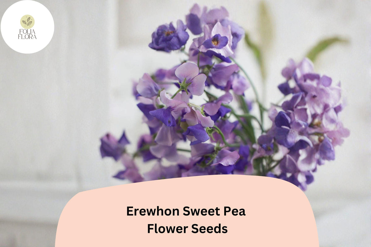 Erewhon Sweet Pea Seeds | Lavender Climbing Flower for Trellis & Garden | Lathyrus odoratus