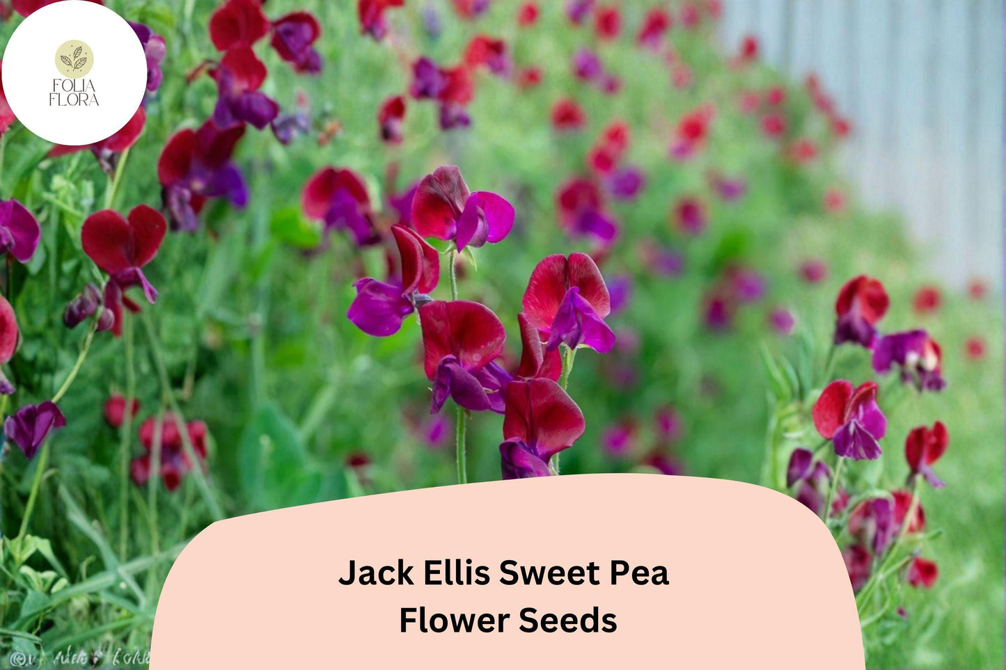 50+ Jack Ellis Sweet Pea Seeds | Maroon Climbing Flowers for Trellis & Garden | Lathyrus odoratus