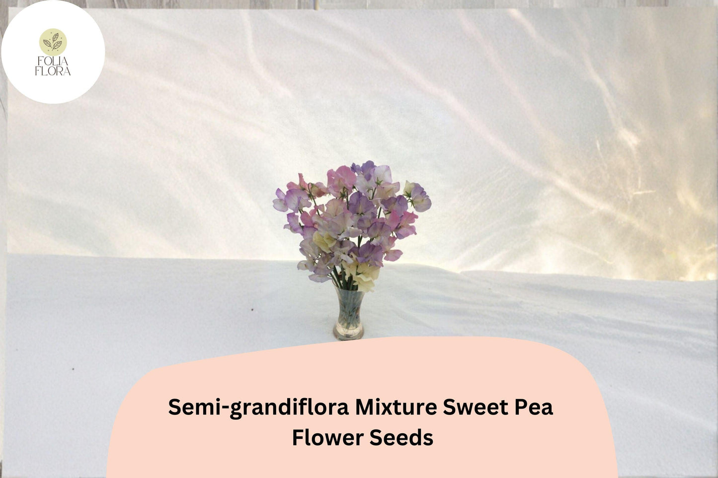 Semi-Grandiflora Sweet Pea Seeds, Multi-Color Climbing Flowers for Trellis & Garden, Lathyrus odoratus