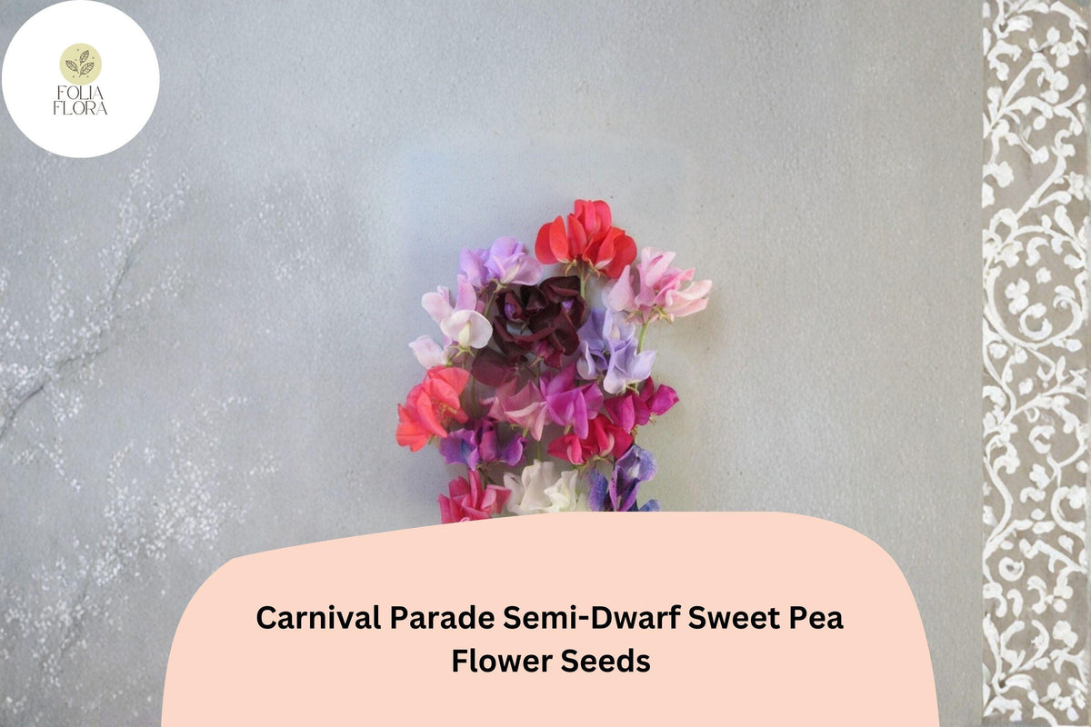Carnival Parade Semi-Dwarf Sweet Pea Seeds | Multi-Color Climbing Vine for Garden, Borders & Containers | Lathyrus odoratus