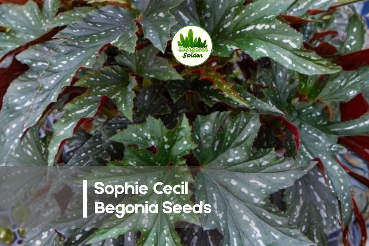 25 Sophie Cecil Begonia Seeds – Peach-Pink Blooms, Compact, Shade-Tolerant, Begonia spp. for Containers & Garden Borders