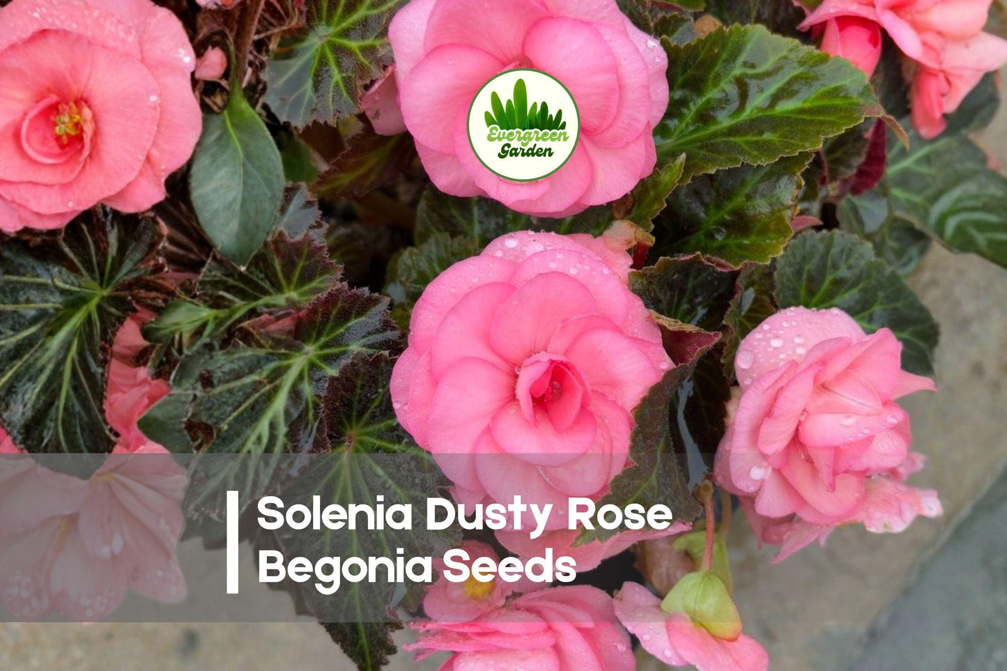 Solenia Dusty Rose Begonia Seeds – Compact, Long-Blooming, Soft Pink Flowers, Begonia spp. for Pots, Baskets & Garden Beds