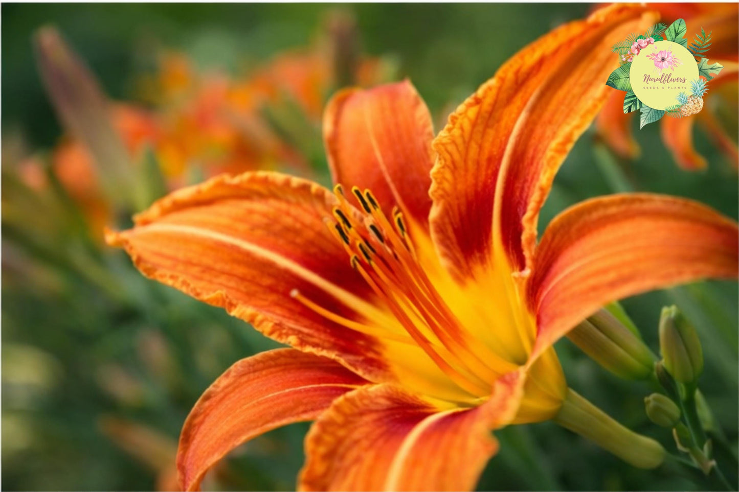 Orange Daylily Bare-root Plant, Hemerocallis, Hardy Perennial, Vibrant Orange Flowers for Gardens