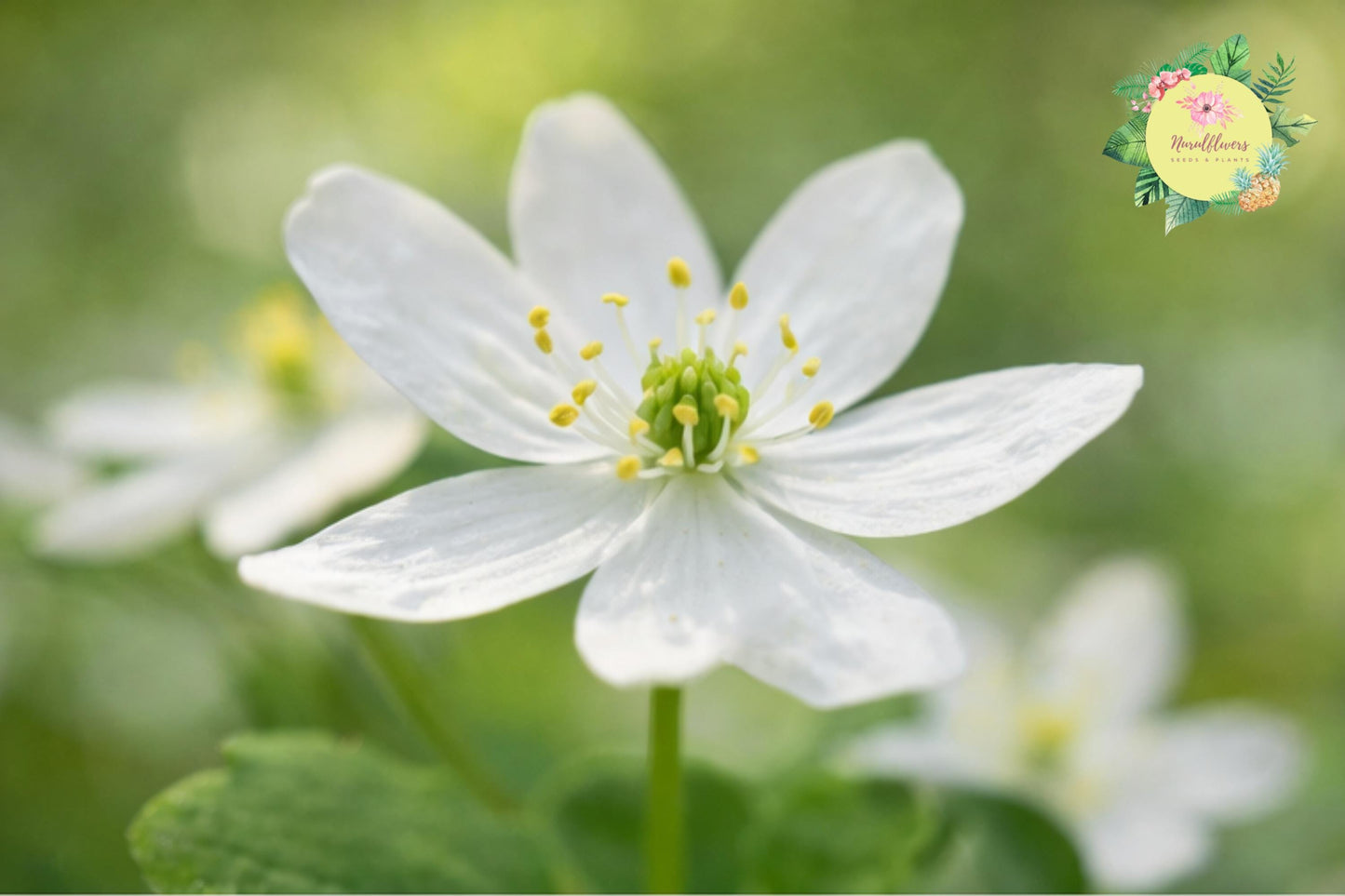 Bare-root Windflower Rue Anemone Mix - Anemonella thalictroides Perennial Wildflower for Shade Garden Planting