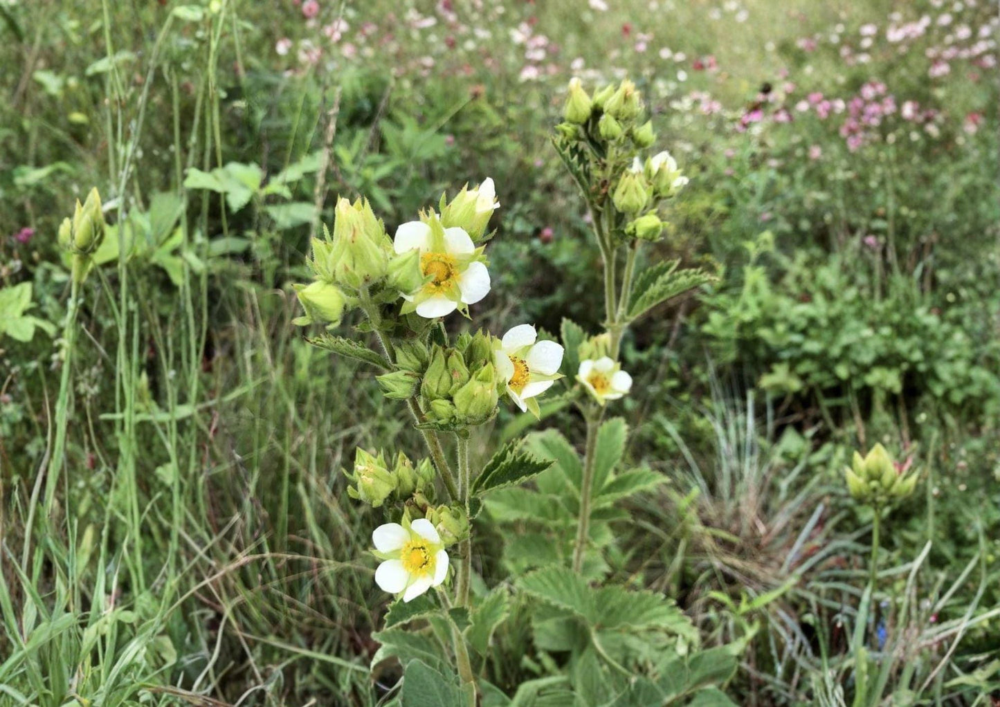 Prairie Cinquefoil Seeds - Native White Wildflower, Pollinator-Friendly, Potentilla arguta, 500 Seeds