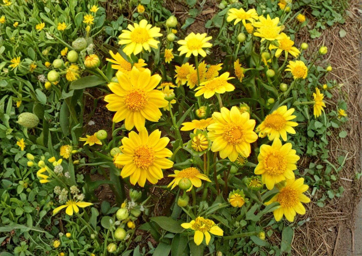 Yellowray Goldfields Wildflower Seeds, Native California Annual, Lasthenia glabrata, Bright Yellow Daisy Blooms, Pollinator Garden