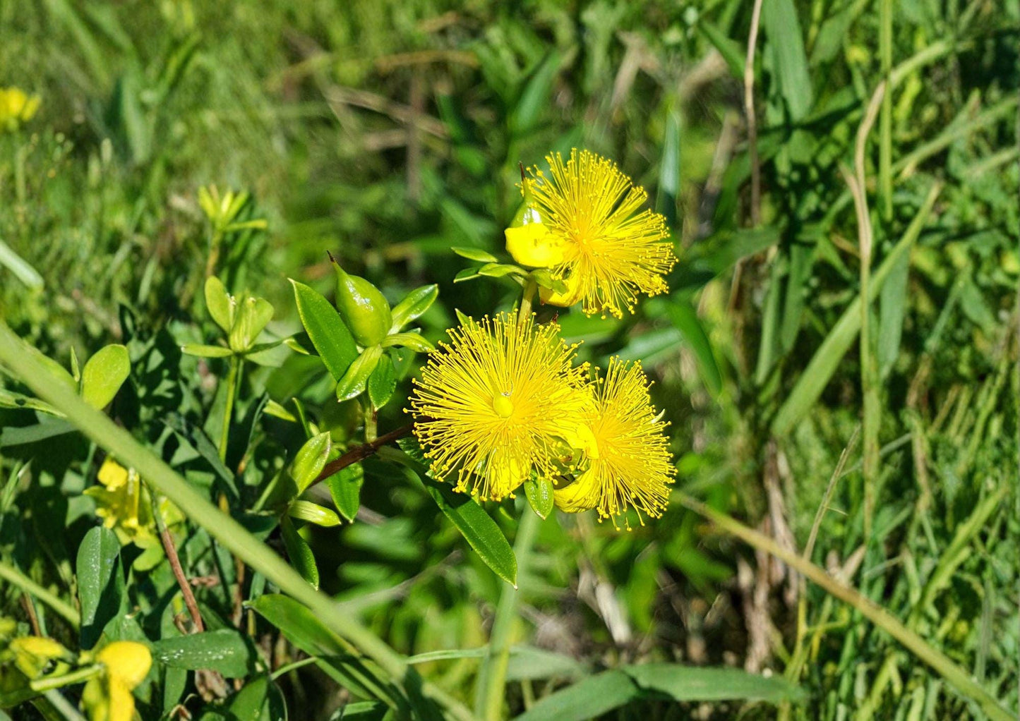 St Johns Wort Seeds – Hypericum pyramidatum – Native Yellow Wildflower – Perennial for Meadows & Borders (500 Seeds)