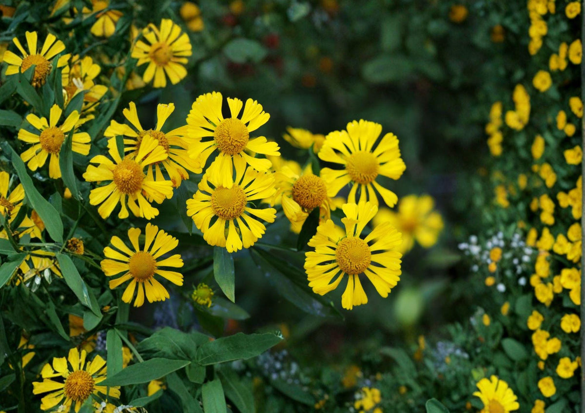 Autumn Sneezeweed Seeds, Yellow-Orange Helen's Flower, Native Perennial, Helenium autumnale, Pollinator-Friendly Wildflower