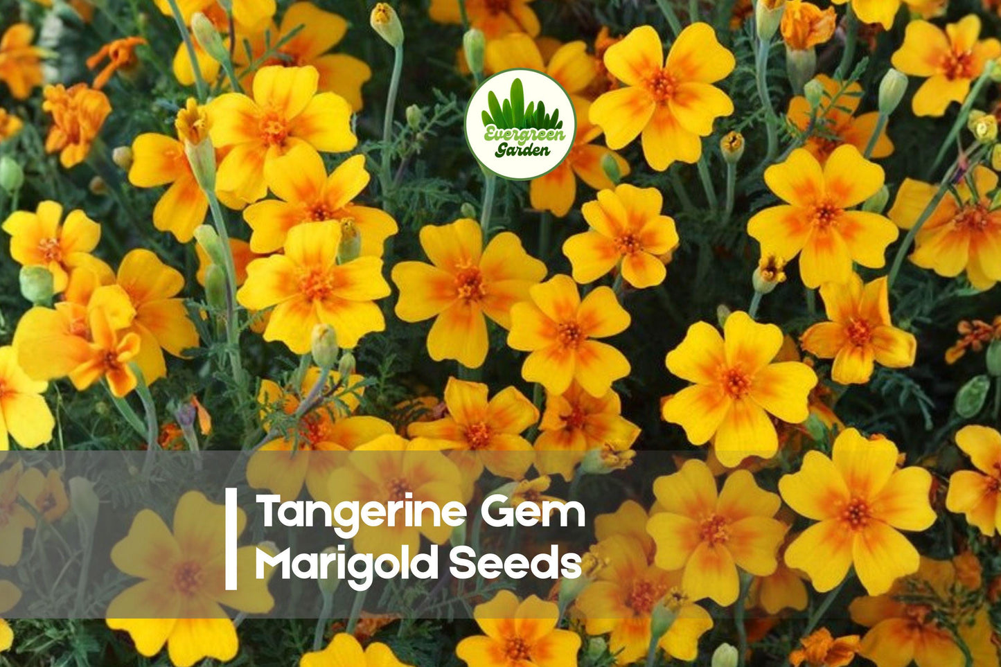 25 Tangerine Gem Marigold Seeds | Bright Orange Compact Annual Flower | Tagetes tenuifolia