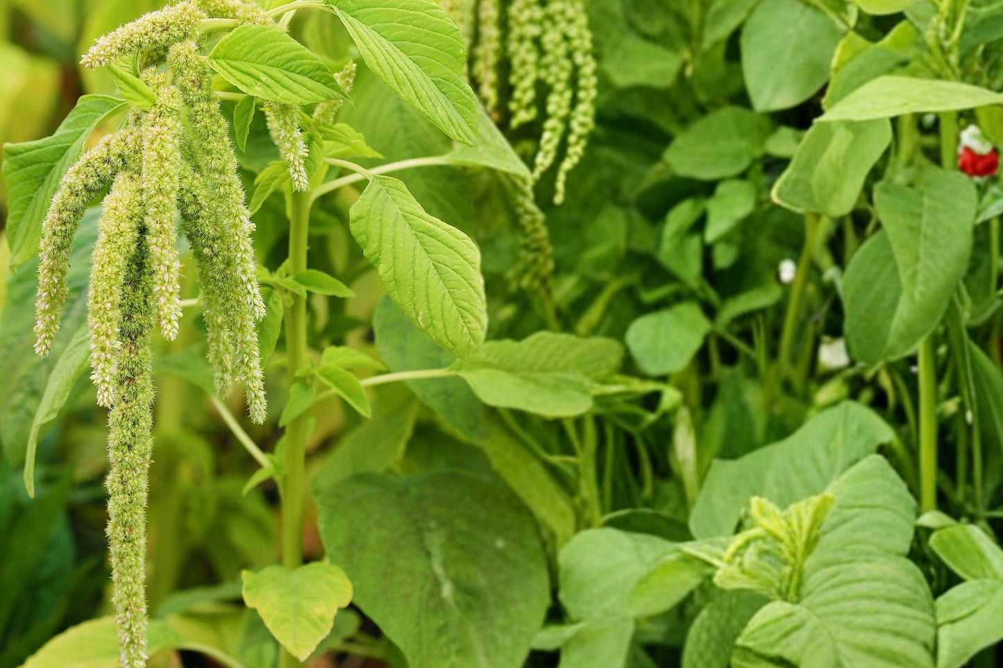 Edible Amaranth Seeds, White Light Green, Leafy Vegetable, Microgreens, 500 Seeds