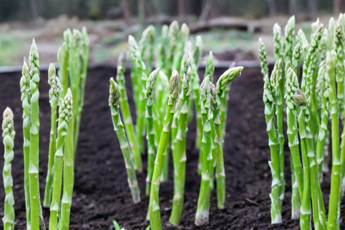 Mary Washington Asparagus Seeds - Heirloom, Cold Hardy Perennial Vegetable, 100 Seeds for Home Garden, Tender Green Spears