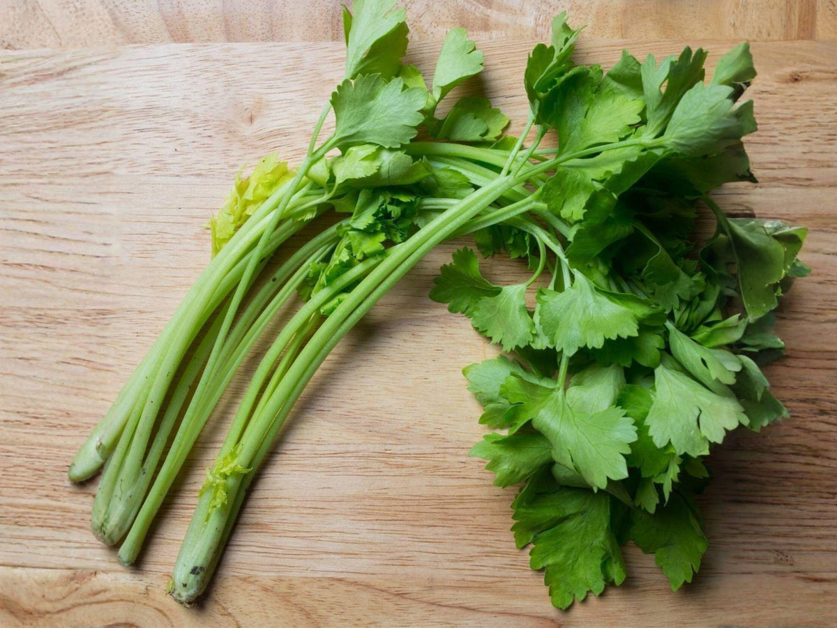Chinese Celery Kintsai Seeds – Dark Green Asian Heirloom Herb, 1000 Seeds for Stir-Fries, Soups, Kitchen Gardens