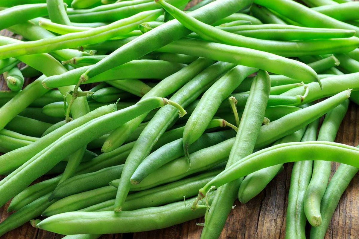 Provider Green Bean Seeds - 25 Heirloom Snap Bush Beans for High Yield, Tender Stringless Pods, Early Maturity, Compact Plant, Scientific Name Phaseolus vulgaris