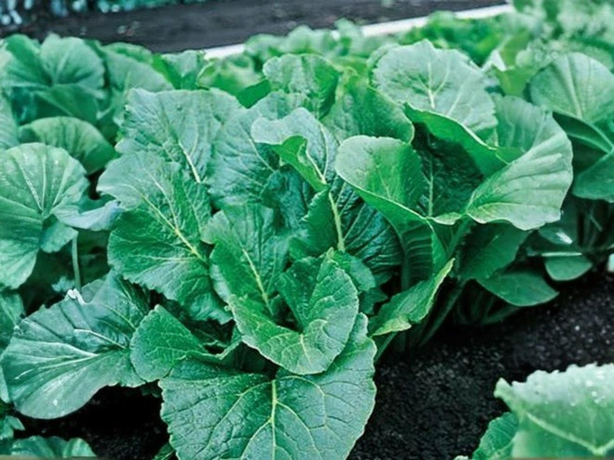 Vates Collard Seeds – 500 Heirloom Non-Heading Collard Greens – Cold Hardy Garden Vegetable Seed