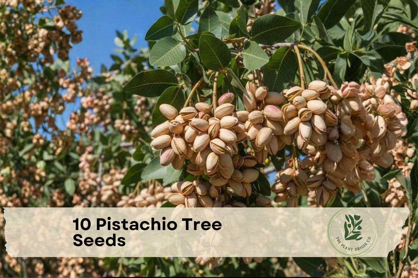 10 Pistachio Tree Seeds - Deciduous Nut Tree for Warm Climates - Pistacia vera Seed Pack
