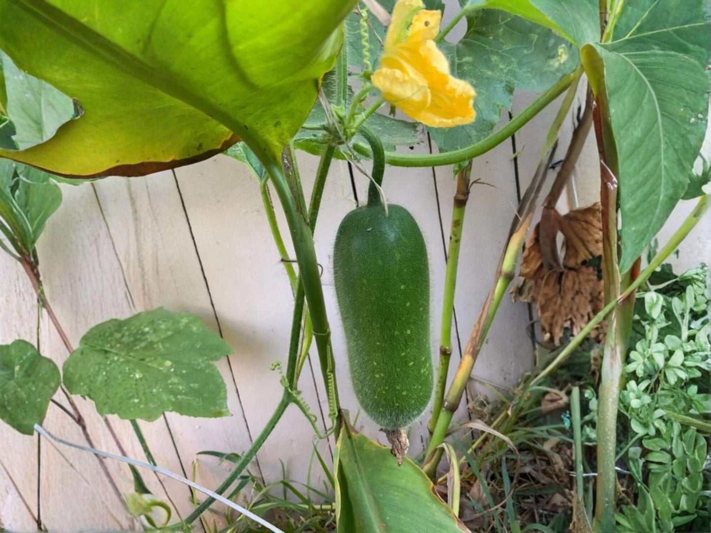 Wax Gourd Seeds – 10 Winter Melon Heirloom Seeds for Asian Cuisine, Long Storage, Climbing Vine, Cucurbita ficifolia