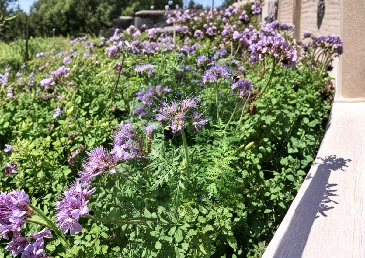 Lacy Phacelia Seeds, Purple-Blue Wildflower, Bee & Pollinator Garden, Phacelia tanacetifolia