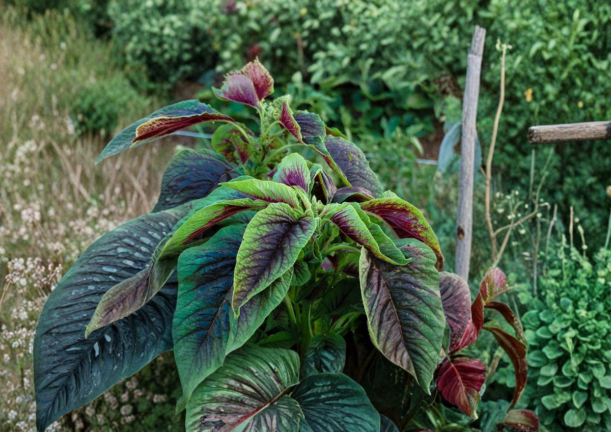 Red Stripe Amaranth Seeds | Edible Leafy Greens, Red Beauty Tricolor, Fast-Growing Annual, Ornamental & Culinary Plant