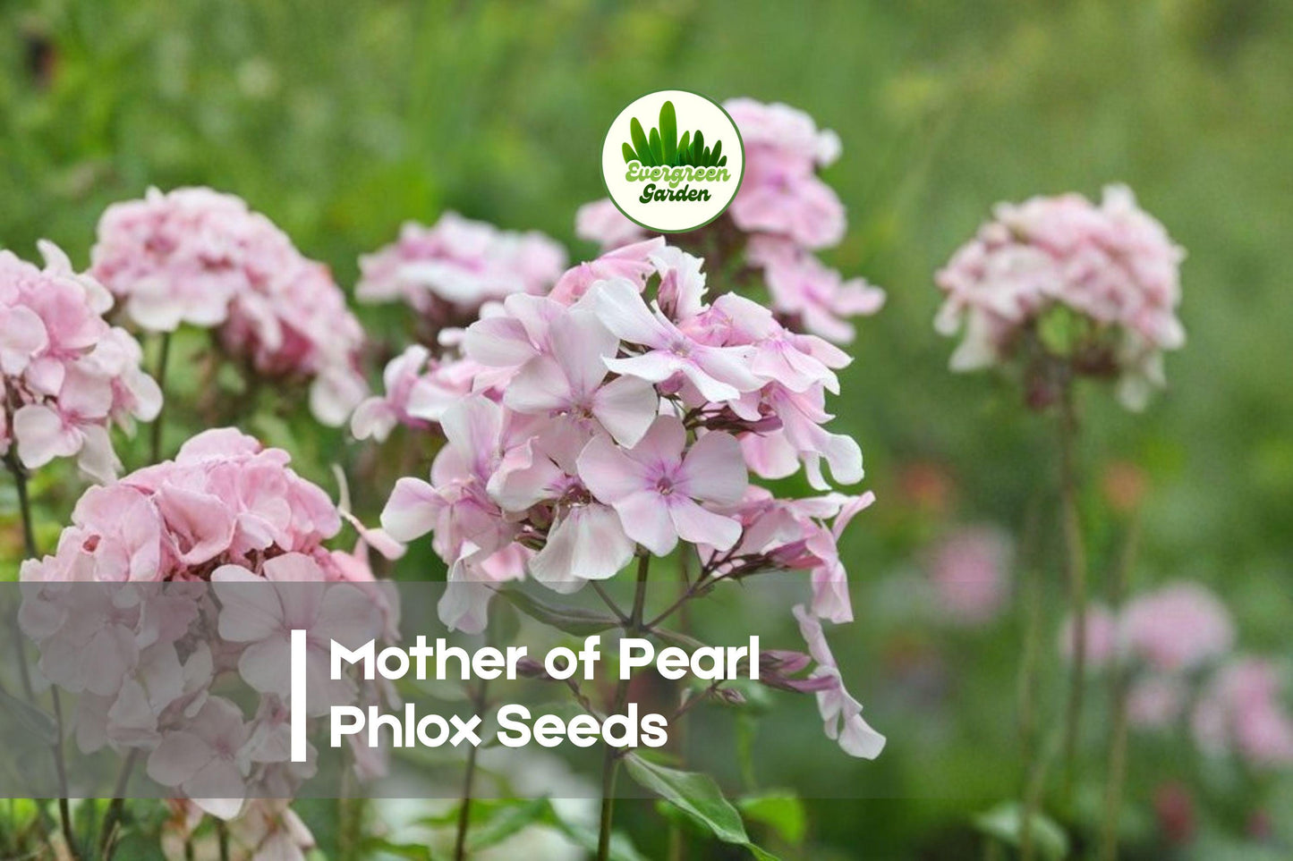 100+ Mother of Pearl Phlox Seeds - Pastel Mix, Annual Flowering Plant, Phlox drummondii for Borders, Containers, Cottage Gardens