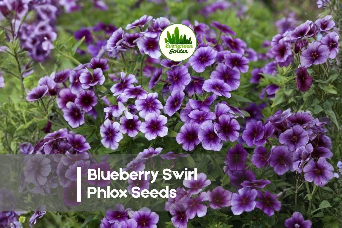 Blueberry Swirl Phlox Seeds – 100+ Violet, Blue-Purple & White Swirled Blooms, Annual Flowering Plant, Phlox drummondii