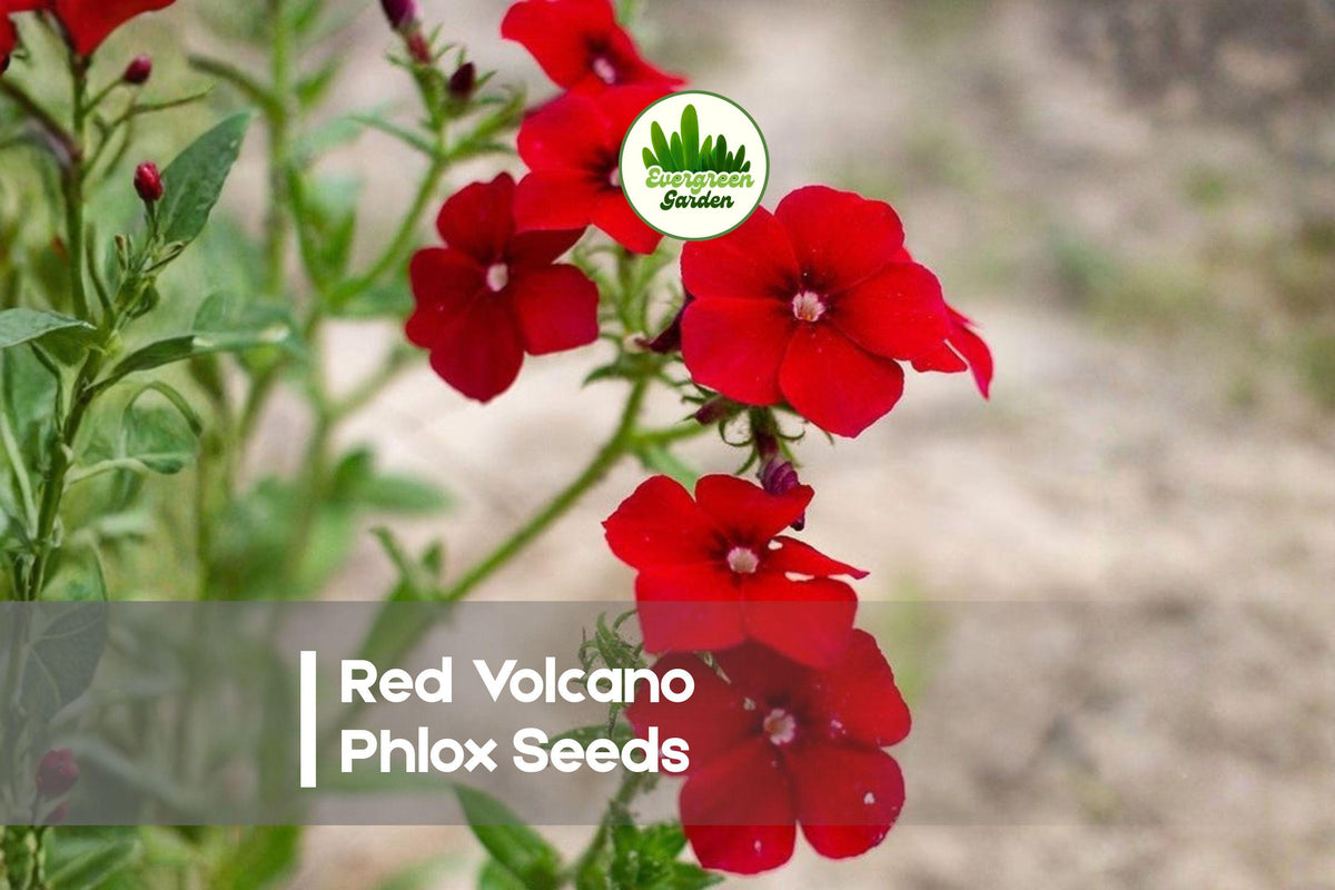 Red Volcano Phlox Seeds - 100+ Annual Flowering Seeds for Borders, Containers, Pollinator Garden - Phlox drummondii