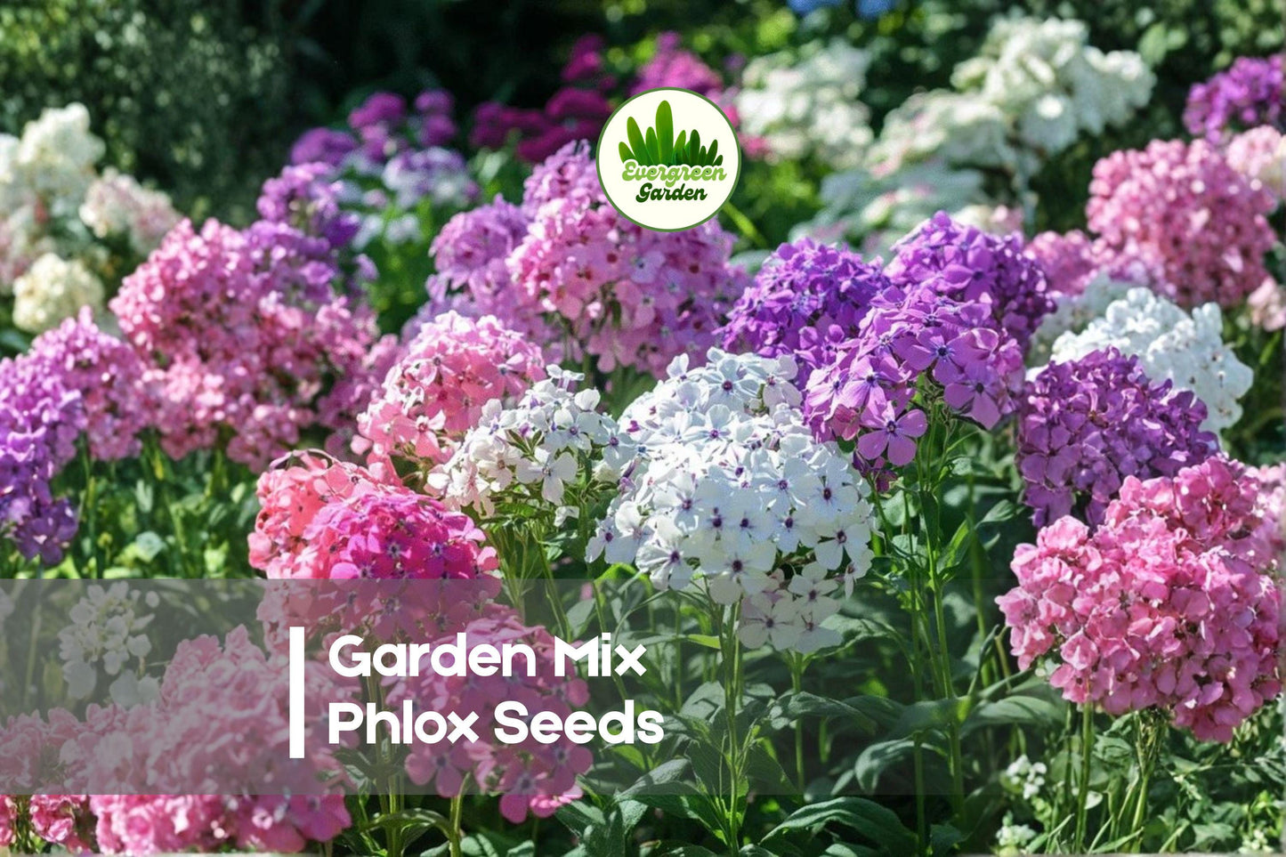 100+ Garden Mix Phlox Seeds - Colorful Annual Flower Seeds for Borders, Containers, Pollinator Gardens - Phlox drummondii