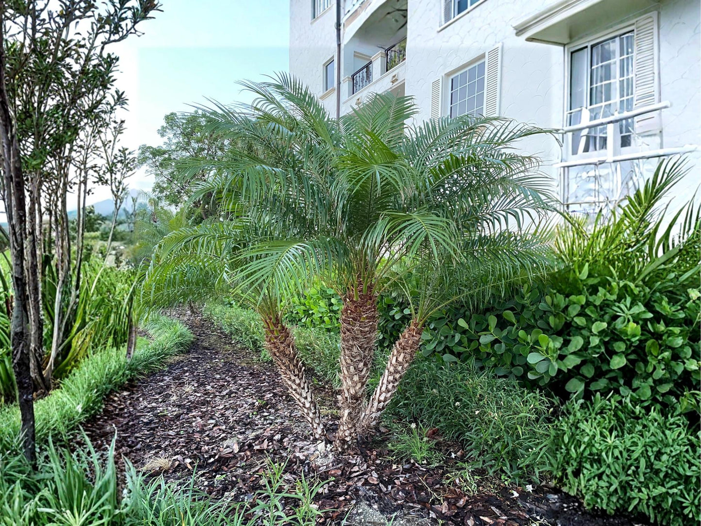 Pygmy Date Palm Seeds – Phoenix roebelenii – Dwarf Ornamental Tropical Palm – 5 Seeds for Indoor & Container Growing