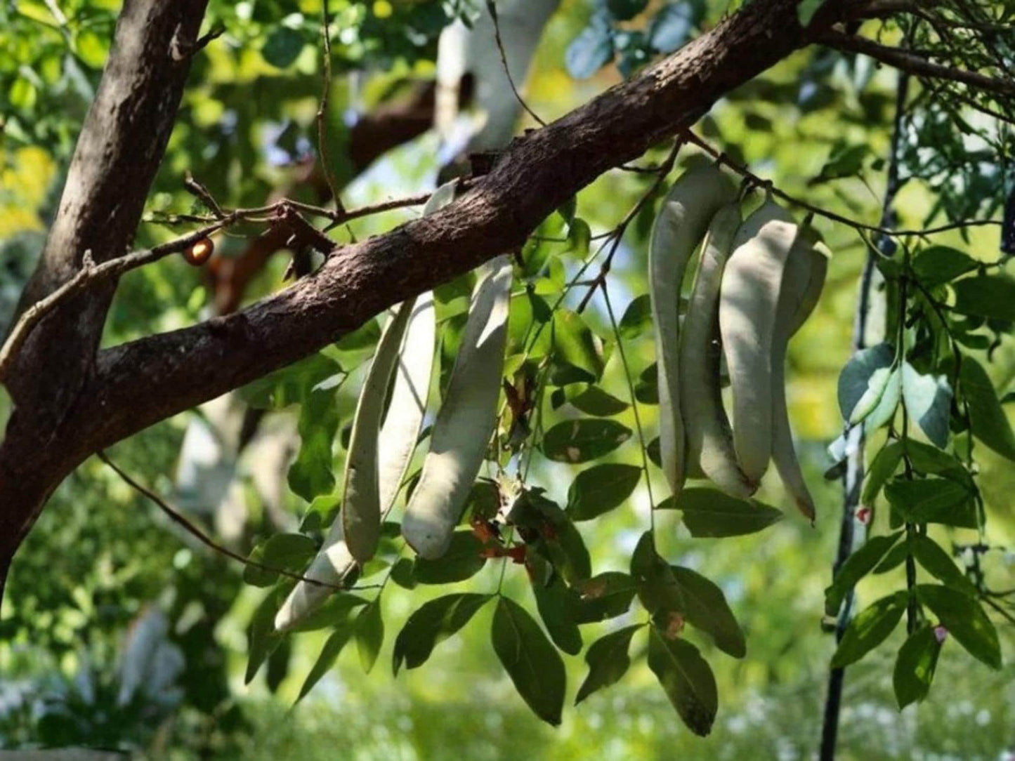 Chinese Honeylocust Seeds – Gleditsia sinensis – Exotic Soap Bean Tree for Bonsai & Ornamental Gardens – 10 Seeds