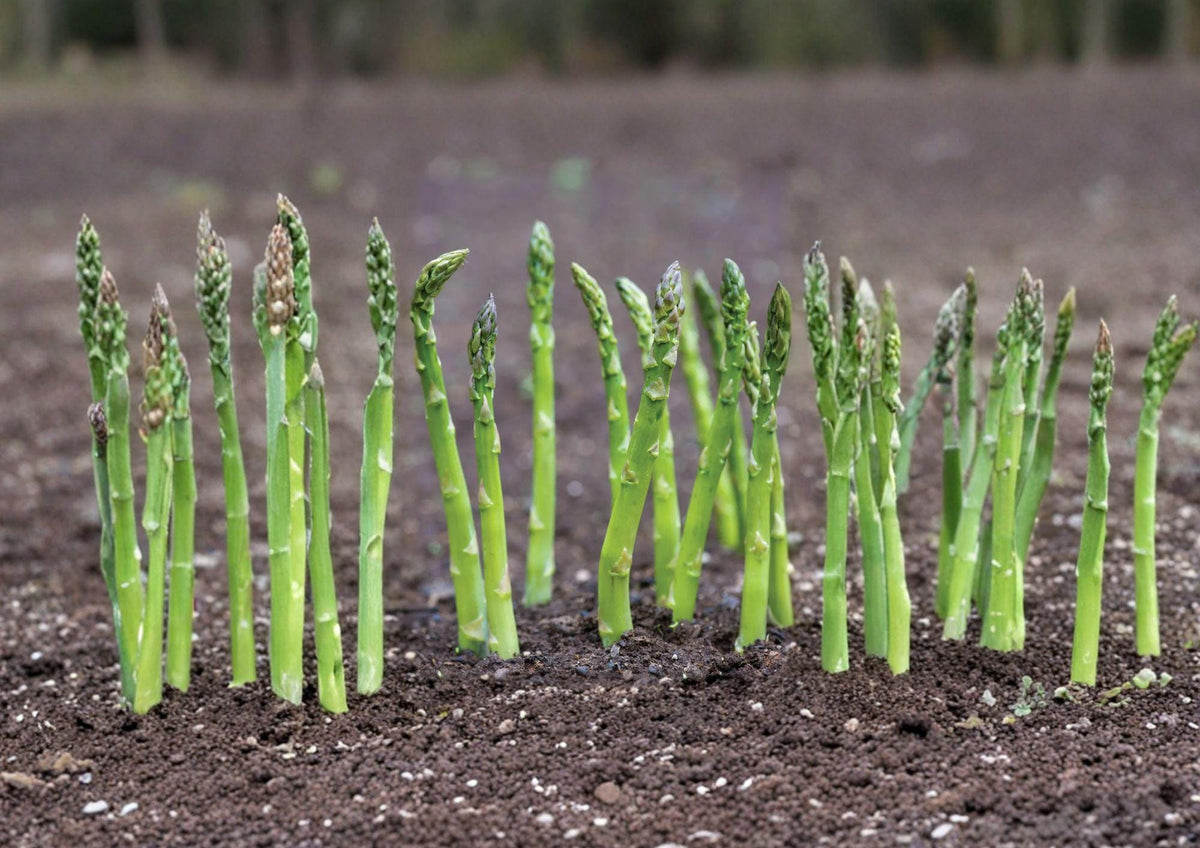 Mary Washington Asparagus Seeds - 100 Heirloom Perennial Vegetable Seeds for Home Garden, Tender Green Spears, Hardy, Reliable, Gourmet Harvest