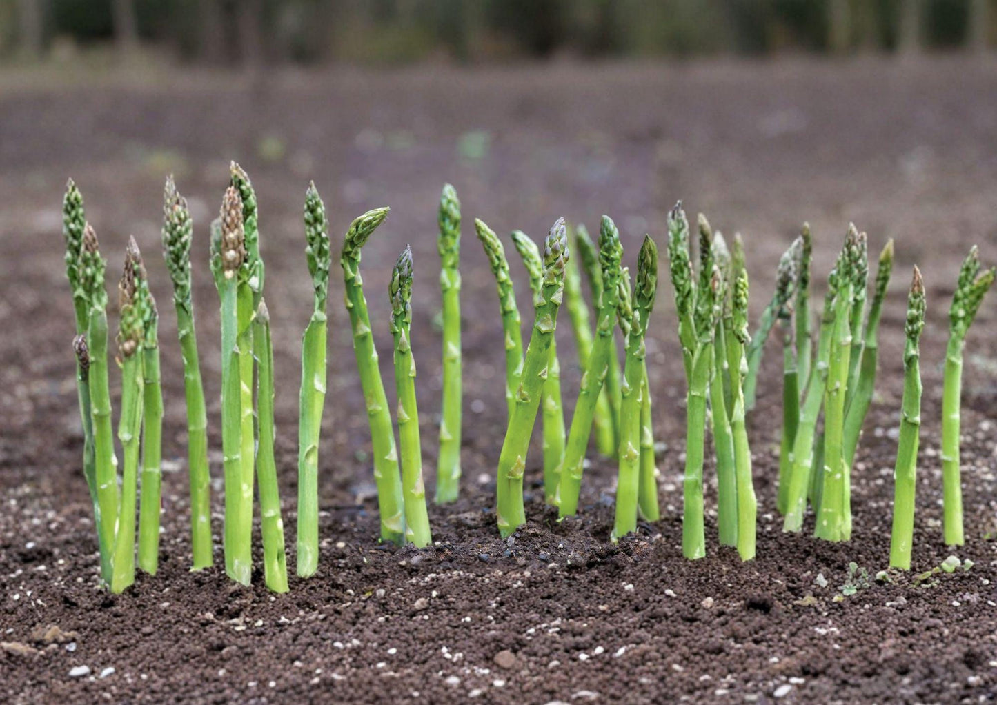Mary Washington Asparagus Seeds – 100 Heirloom Perennial Vegetable Seeds for Home Garden, Tender Green Spears, Hardy, Reliable, Non-GMO