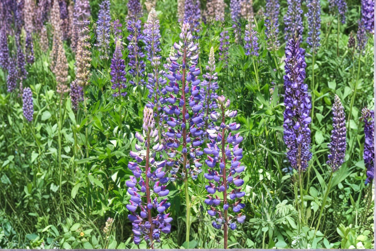 Large Leaf Lupine Seeds (20) – Lupinus polyphyllus Lindl. – Perennial Wildflower for Cottage Gardens & Pollinators