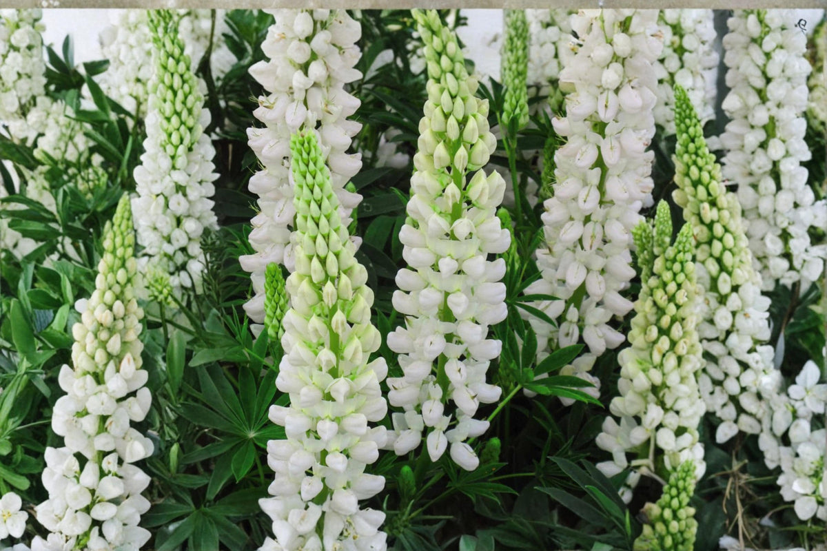 White Russell Lupine Seeds – Perennial Flower Pack of 20 – Tall White Blooms for Borders & Cottage Gardens – Lupinus polyphyllus