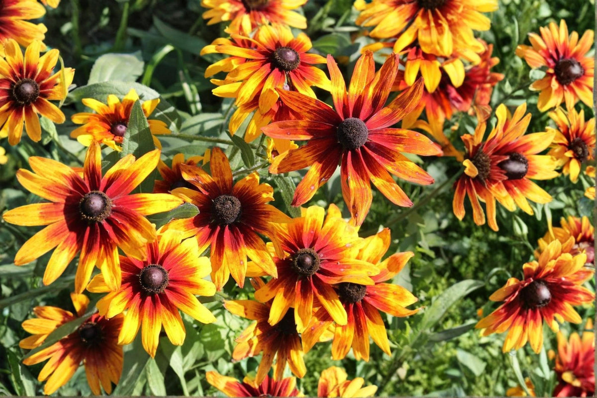 Gloriosa Daisy Seeds 250 Pack – Yellow Red Black Eyed Susan Pollinator Garden Flower Summer Blooms Rudbeckia hirta