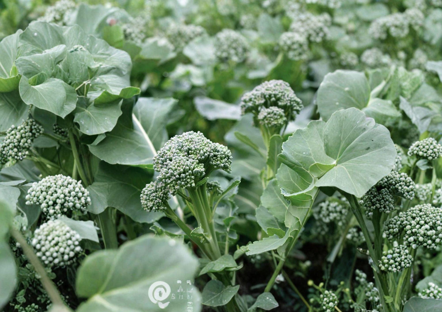 Di Cicco Broccoli Seeds – Heirloom Italian Vegetable Seeds for Home Garden, Tender Green Heads, Continuous Side Shoots, Cold-Hardy, 500 Pack