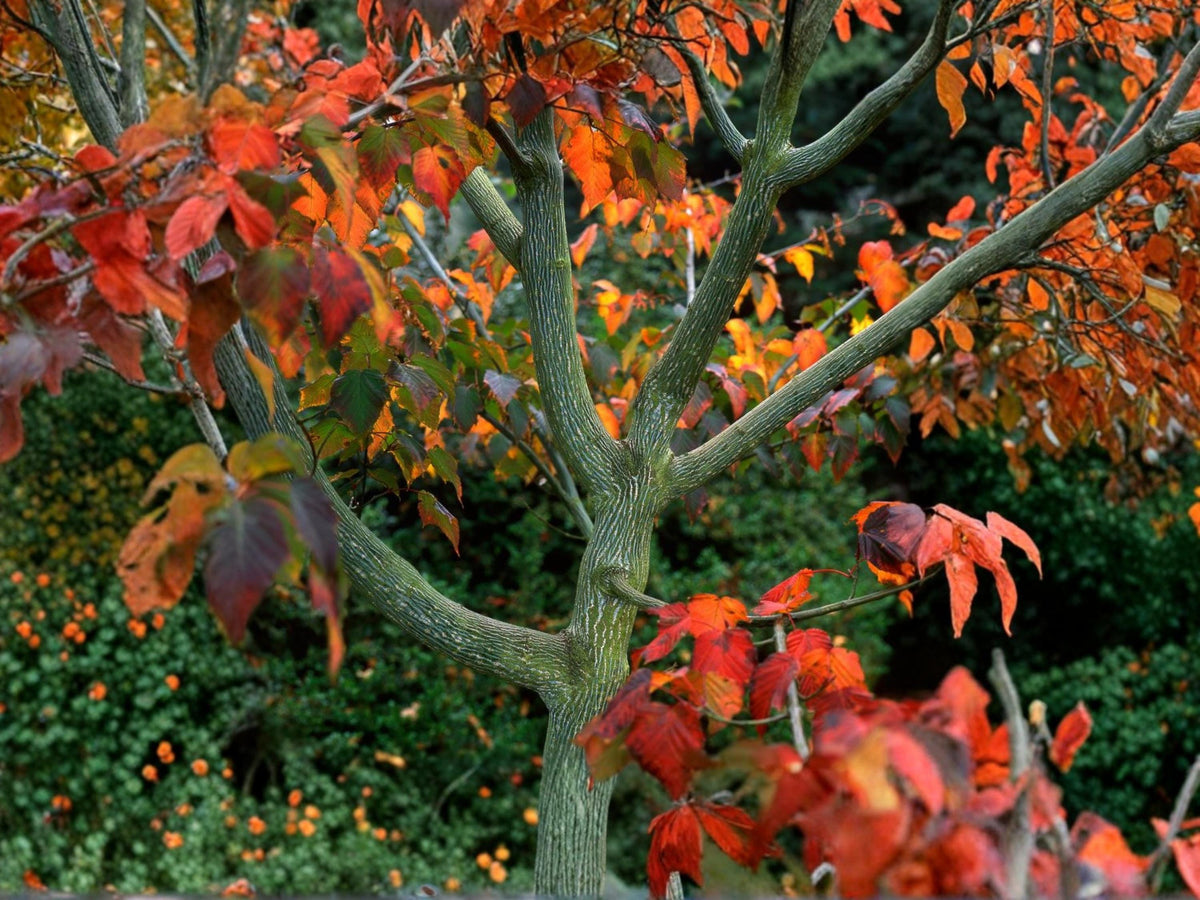 Snake Bark Maple Seeds – Acer grosseri var. hersii, Striped Ornamental Tree, Rare Species, Deciduous Landscape Plant (10 Seeds)