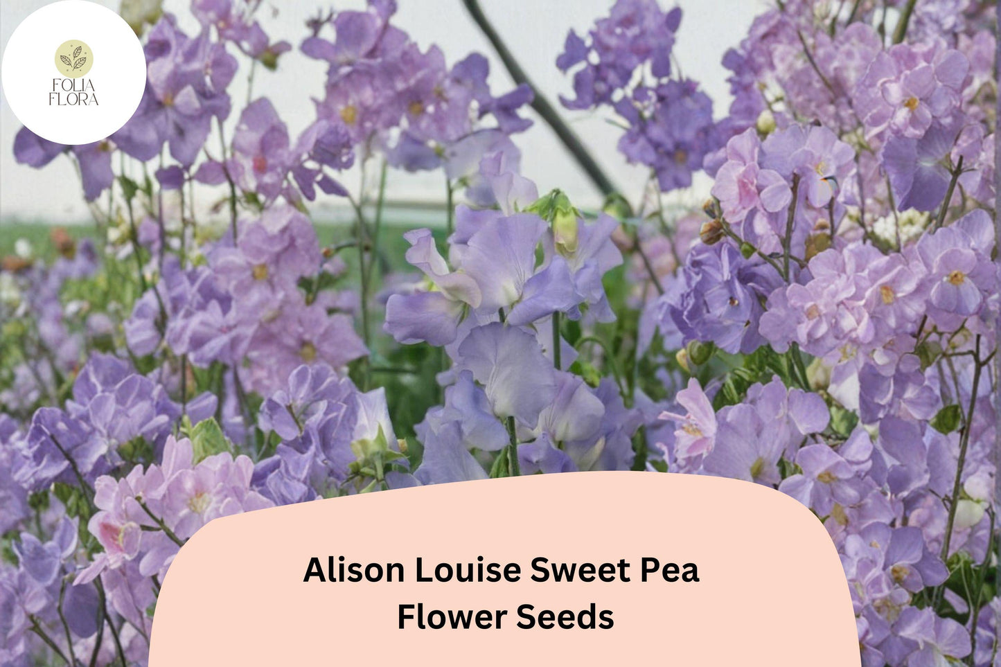 50+ Alison Louise Sweet Pea Seeds | Deep Purple Climbing Flower | Lathyrus odoratus ‘Alison Louise’ | Garden Trellis Fences