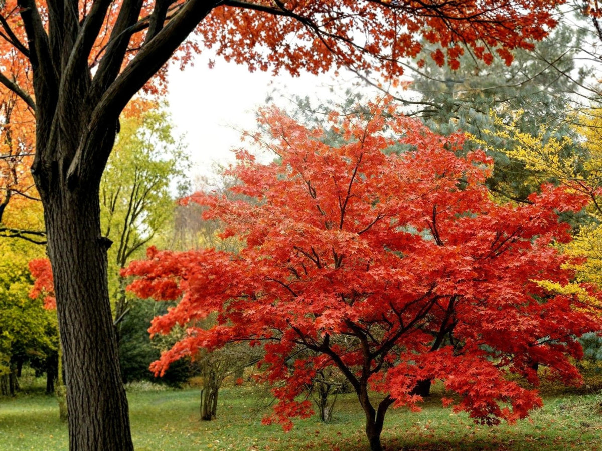 Amur Maple Seeds (10) – Acer ginnala, Bright Red Fall Foliage, Hardy Deciduous Tree for Small Gardens