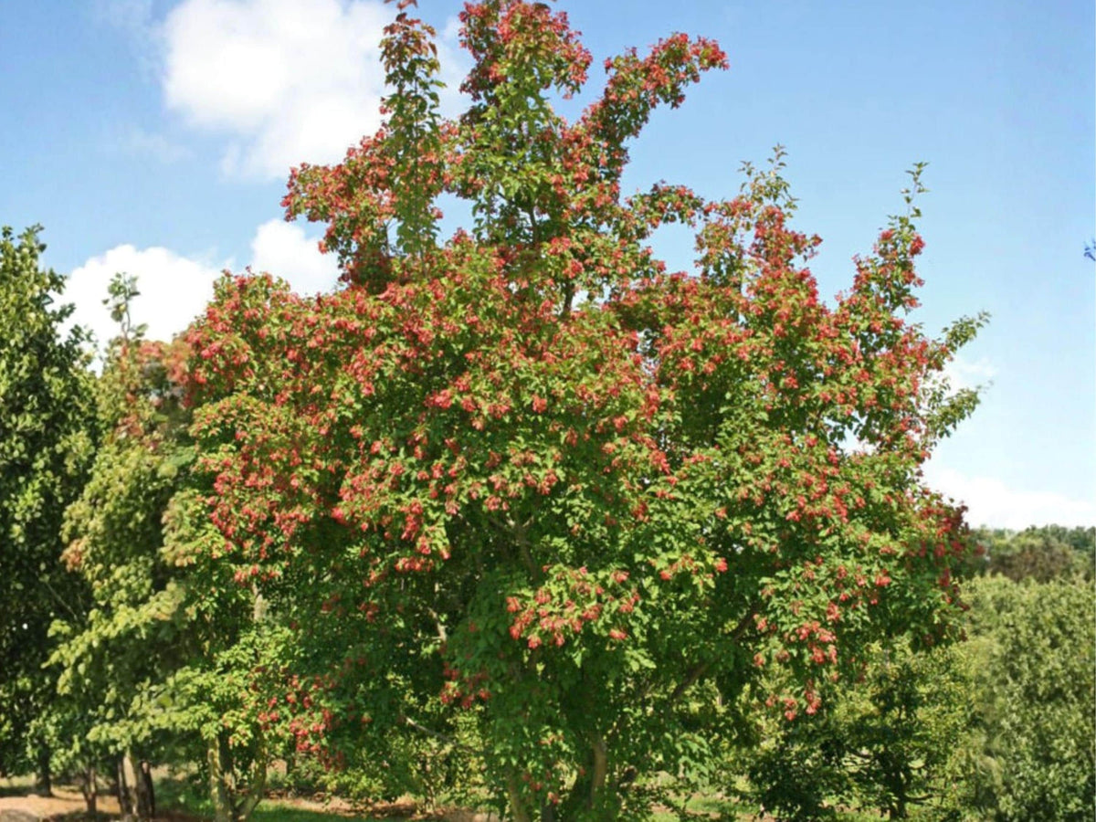 Tatarian Maple Seeds (10) – Acer tataricum – Hardy Ornamental Tree with Red Fall Foliage – Landscape Maple Seed Pack