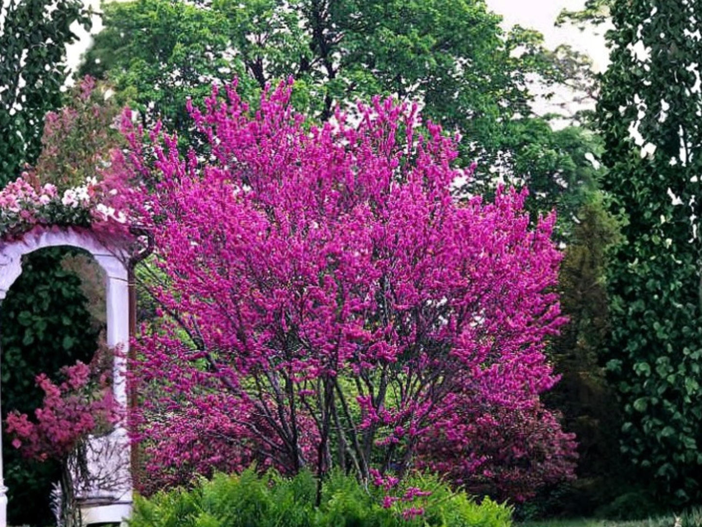 Chinese Redbud Seeds – Cercis Chinensis, Pink Flowering, Compact Ornamental Tree, Garden, Landscape, Shrubs, 10 Seeds